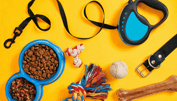 What Is The Best Device To Train A Dog GIF