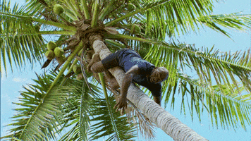 Palm Tree Fun GIF by Survivor CBS