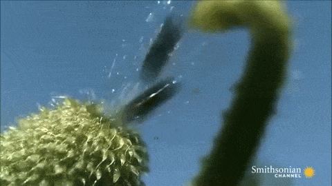 Squirting Cucumber GIFs Get The Best GIF On GIPHY