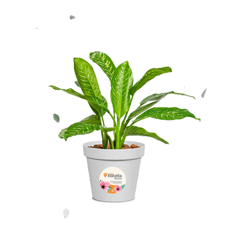 Plásticos Rischioto Sticker