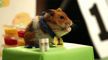 hot dog tiny hamster GIF by Digg