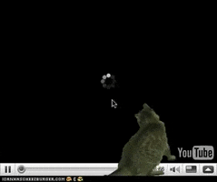 Cat GIF