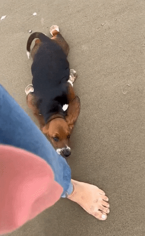 Tired Basset Hound GIF by Storyful