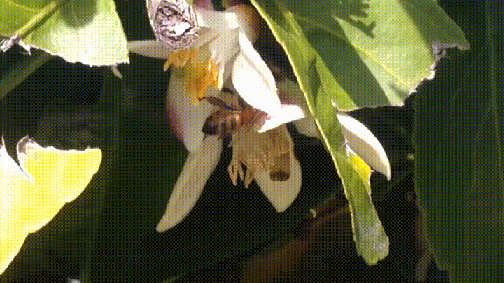 bee smelling GIF