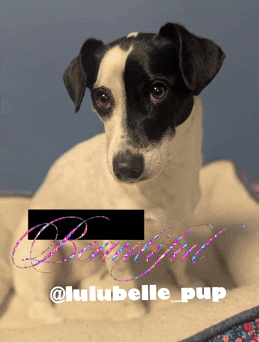 Lulubelle Beautiful Dog GIF