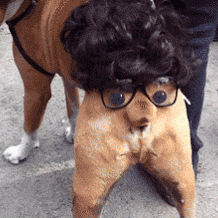 Funny Dog GIFs - Get the best GIF on GIPHY