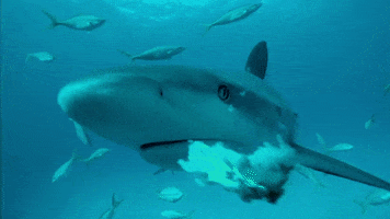 Teeth Bite GIF by Shark Week