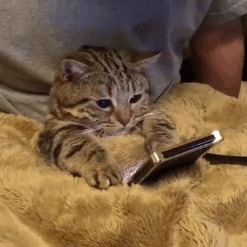 Gatos GIFs - Get the best GIF on GIPHY