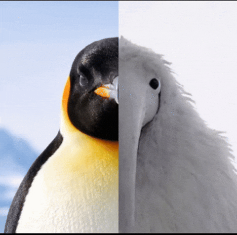 Penguin Meme GIF