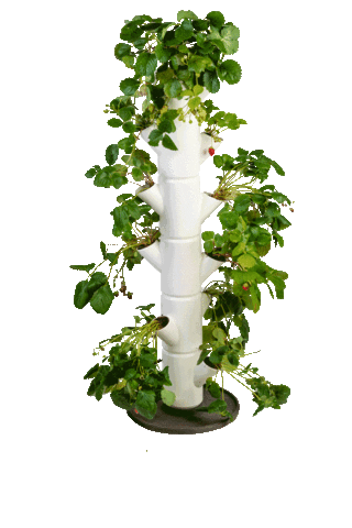 Gusta Garden Sticker