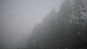 uviccampuslife forest mystery raven fog GIF