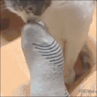 Cat Sniffing GIF