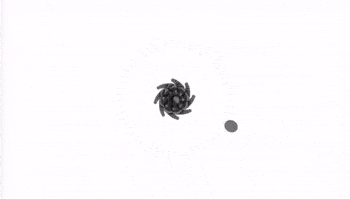 3D Flower GIF by Quasi Crystals