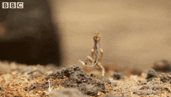 Fitness Running GIF by BBC Earth