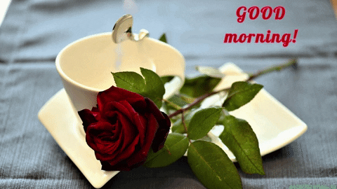 good morning love roses