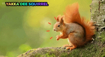 Squirrels GIF