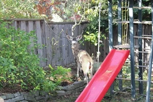 blacktail deer GIF