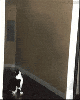 raw-image