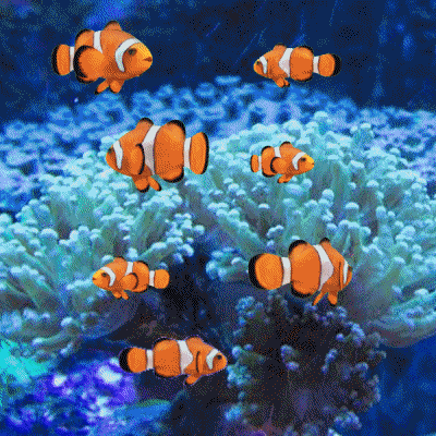 dotdave fish underwater aquarium nemo GIF