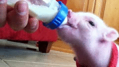 Když jíš cereálie s mlékem dáš do misky napřed cereálie nebo mléko