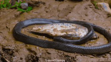 Snake Eating GIF by UnusualCooking