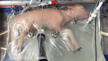 plabarta artificial womb GIF