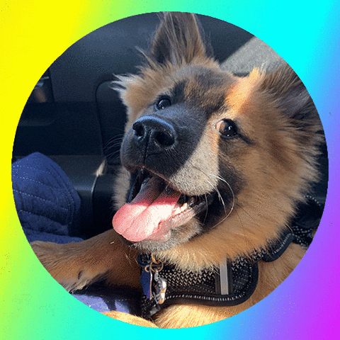 dog rainbow kawaii discord sammy GIF
