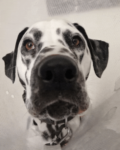 Dog GIF