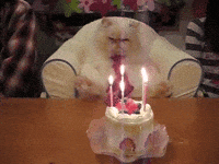 Cat Birthday Gifs Get The Best Gif On Giphy