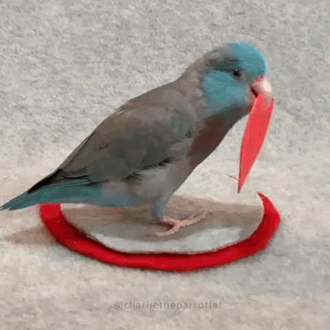 giphy.gif?cid=ecf05e47285230ea2506a7ef52
