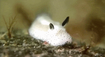 sea bunny GIF