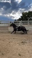 GIF by ViralHog