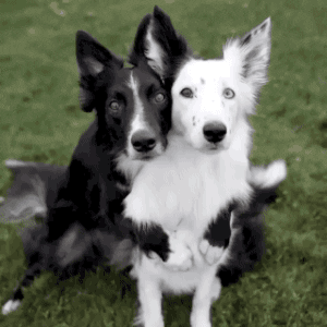 Dog Hug GIF - Find & Share on GIPHY
