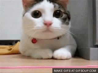 Funny Cat GIF , Find \u0026 Share on GIPHY