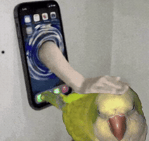 Pet Cat Petbird GIF