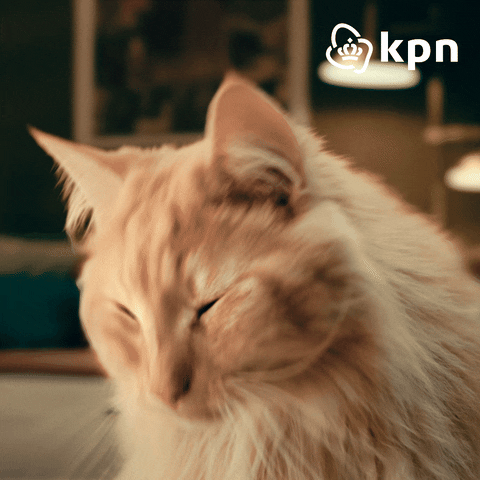 Kat Loeki GIF by KPN