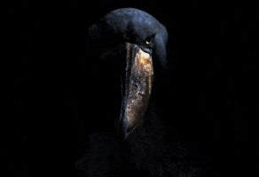 Serious Shoebill GIF