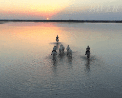 Travel Water GIF by Madman Films