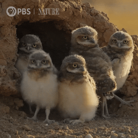 Family Explore GIF by Nature on PBS