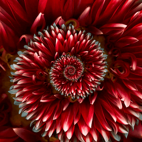 beauty blooming GIF by Feliks Tomasz Konczakowski
