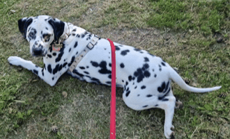 Dalmatian GIF