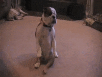 Dog-dragging-butt GIFs - Get the best GIF on GIPHY