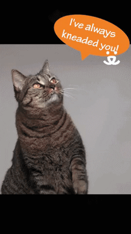 Well Done Reaction GIF by Best Friends Animal Society