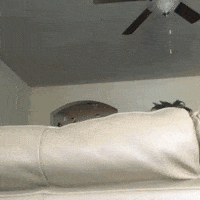 black dog GIF