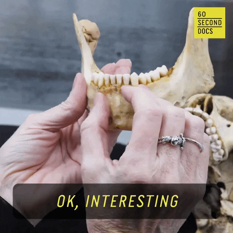 Interested Skull GIF by 60 Second Docs