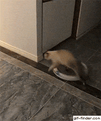 Floppa Cat Fight GIF
