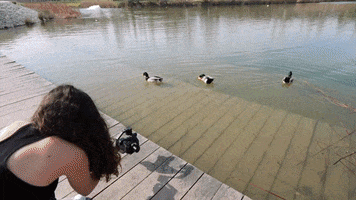 Dzoom GIF