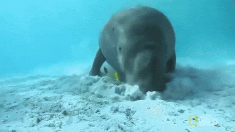 dugong