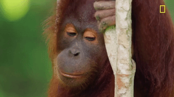 nat geo jungle GIF by National Geographic Channel