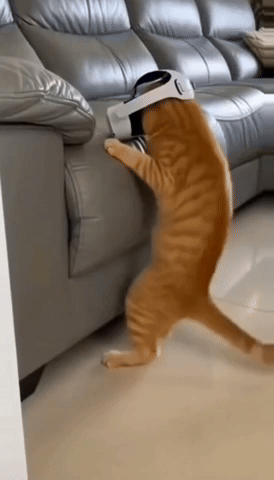 Cat GIF